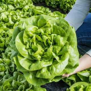 Compra LECHUGA WHISPER Pildorada (5.000 Semillas) en la tienda online Fito Agrícola