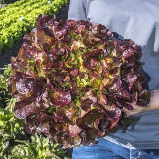 Compra LECHUGA YZARDE Pildorada (5.000 Semillas) en la tienda online Fito Agrícola