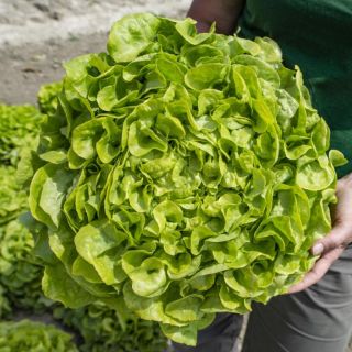 Compra LECHUGA LOVANICE Pildorada (5.000 Semillas) en la tienda online Fito Agrícola