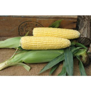 Compra MAÍZ SUPER DULCE SF 1379 F-1 (2.500 Semillas) en la tienda online Fito Agrícola