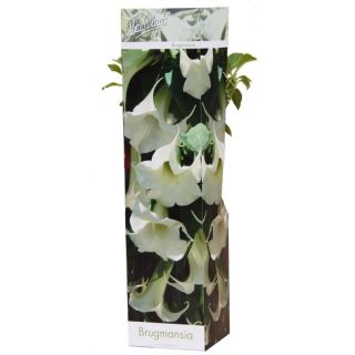 Compra BRUGMANSIA ARBOREA (1 Unid.). en la tienda online Fito Agrícola