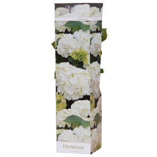 Compra HORTENSIA BLANCA (1 Unid.). en la tienda online Fito Agrícola