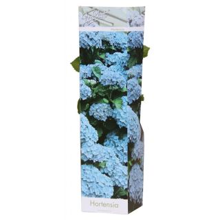 Compra HORTENSIA AZUL (1 Unid.). en la tienda online Fito Agrícola