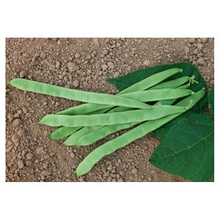 Compra JUDÍA ANCARES (1.000 Semillas) en la tienda online Fito Agrícola