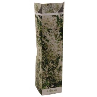 Compra FALLOPIA (1 Unid.). en la tienda online Fito Agrícola