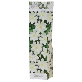 Compra CLEMATIS BLANCA GEURNSEY CREAM (1 Unid.). en la tienda online Fito Agrícola