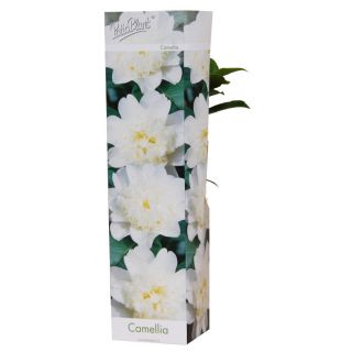Compra CAMELIA BLANCA BRUSHFIELD YELLOW (24 Unid.) en la tienda online Fito Agrícola