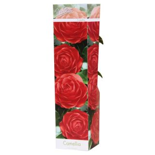 Compra CAMELIA ROJA DR KING (1 Unid.). en la tienda online Fito Agrícola