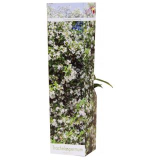 Compra JAZMÍN JASMINOIDES WHITE (1 Unid.) en la tienda online Fito Agrícola
