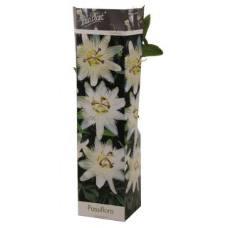 Compra PASSIFLORA AVALANCHE (1 Unid.). en la tienda online Fito Agrícola