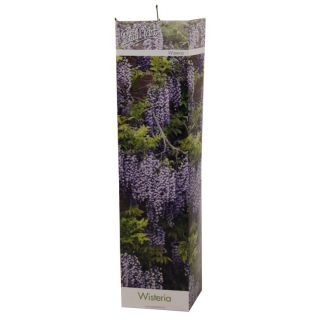 Compra WISTERIA (1 Unid.) en la tienda online Fito Agrícola