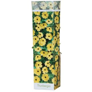 Compra THUNBERGIA AMARILLA (1 Unid.). en la tienda online Fito Agrícola