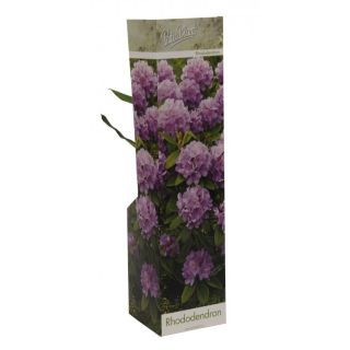 Compra RHODODENDRON CATAWBIENSE PURPLE (1 Unid.). en la tienda online Fito Agrícola