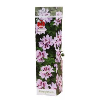 Compra PELARGONIUM LIGHTPINK LIZZY (1 Unid.). en la tienda online Fito Agrícola
