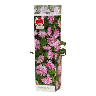 Compra PELARGONIUM PINK PINK CAPITATUM (1 Unid.). en la tienda online Fito Agrícola