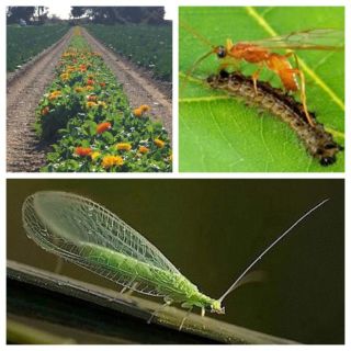 Compra BANDA FLORAL NÉCTAR Y POLEN 1 (1 Kgr.). en la tienda online Fito Agrícola