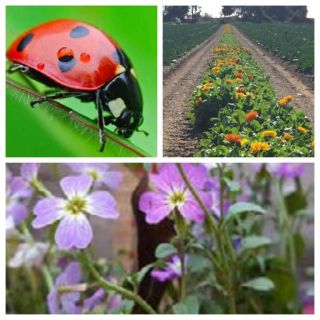 Compra BANDA FLORAL NÉCTAR Y POLEN 2 (1 Kgr.). en la tienda online Fito Agrícola