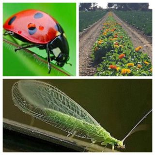 Compra BANDA FLORAL FAUNA AUXILIAR (1 Kgr.). en la tienda online Fito Agrícola