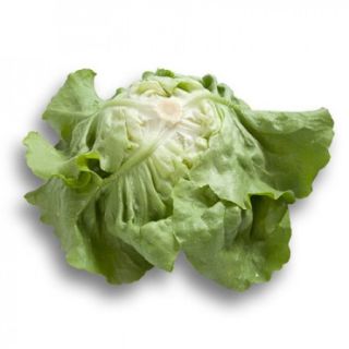 Compra LECHUGA BALLERINA RZ Pildorada (5.000 Semillas). en la tienda online Fito Agrícola