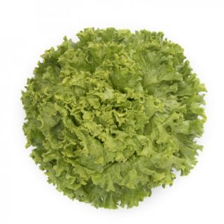 Compra LECHUGA CHAMPOLLION RZ Pildorada (5.000 Semillas). en la tienda online Fito Agrícola