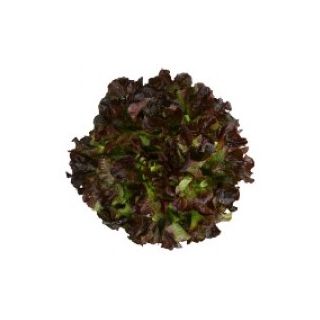 Compra LECHUGA CONTRAI RZ Pildorada (5.000 Semillas). en la tienda online Fito Agrícola