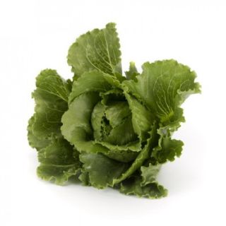 Compra LECHUGA CORONITA RZ Pildorada (5.000 Semillas). en la tienda online Fito Agrícola