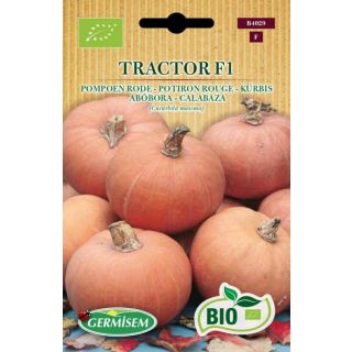 Compra CALABAZA TRACTOR F1 BIO (6 Semillas). en la tienda online Fito Agrícola