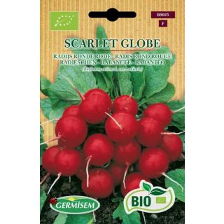 Compra RABANITO SCARLET GLOBE BIO (5 gr.). en la tienda online Fito Agrícola