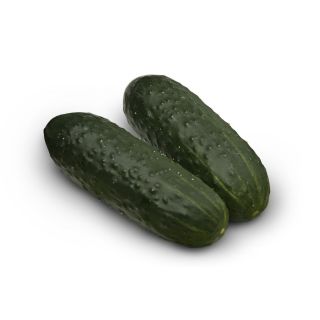 Compra PEPINO ALJIBE F1 (1000 Semillas) en la tienda online Fito Agrícola