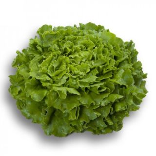 Compra LECHUGA YACHT RZ Pildorada (5.000 Semillas). en la tienda online Fito Agrícola