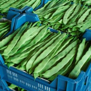 Compra JUDIA FESTIVAL RZ (1000 Semillas). en la tienda online Fito Agrícola