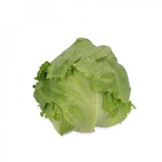 Compra LECHUGA BUCHONAS RZ Pildorada (5.000 Semillas) en la tienda online Fito Agrícola