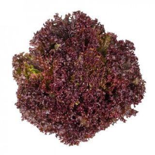 Compra LECHUGA SAMANTINE RZ Pildorada (5.000 Semillas) en la tienda online Fito Agrícola