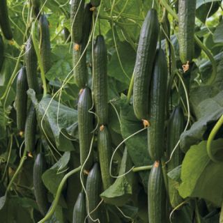 Compra PEPINO MANGLAR RZ F1 Precisión (1000 Semillas). en la tienda online Fito Agrícola