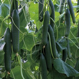 Compra PEPINO PAISAJE RZ F1 Precisión (1000 Semillas). en la tienda online Fito Agrícola