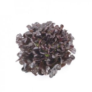 Compra LECHUGA XANDRA RZ Pildorada (5.000 Semillas). en la tienda online Fito Agrícola