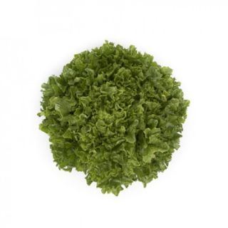 Compra LECHUGA HATTER RZ Pildorada (5.000 Semillas). en la tienda online Fito Agrícola