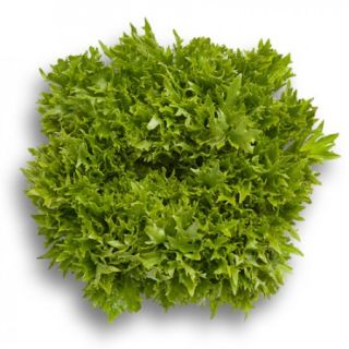 Compra LECHUGA EXCITE RZ Pildorada (5.000 Semillas). en la tienda online Fito Agrícola