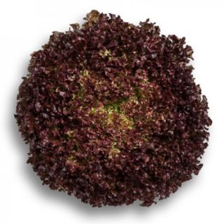 Compra LECHUGA ANTONET RZ Pildorada (5.000 Semillas). en la tienda online Fito Agrícola