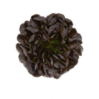 Compra LECHUGA KLIMT RZ Pildorada (5.000 Semillas). en la tienda online Fito Agrícola