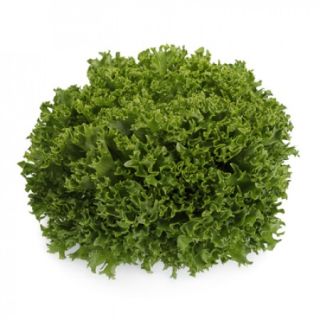 Compra LECHUGA EXCURIA RZ K Pildorada (5.000 Semillas). en la tienda online Fito Agrícola