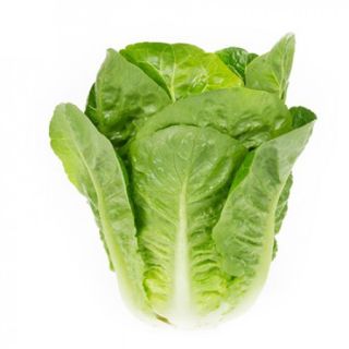 Compra LECHUGA RALSTON RZ Pildorada (5.000 Semillas). en la tienda online Fito Agrícola