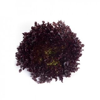 Compra LECHUGA OUTBEX RZ Pildorada (5.000 Semillas). en la tienda online Fito Agrícola