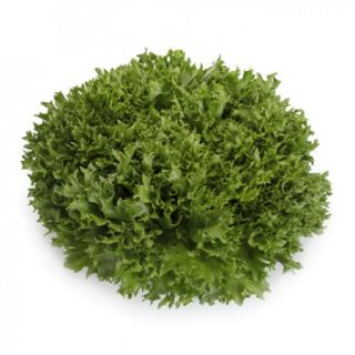 Compra LECHUGA EXTRANET RZ Pildorada (5.000 Semillas). en la tienda online Fito Agrícola