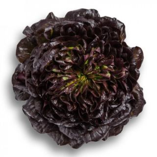 Compra LECHUGA KLEE RZ Pildorada (5.000 Semillas). en la tienda online Fito Agrícola