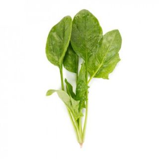 Compra ESPINACA BUFFLEHEAD RZ F1 BABY LEAF Precisión (25.000 Semillas) en la tienda online Fito Agrícola