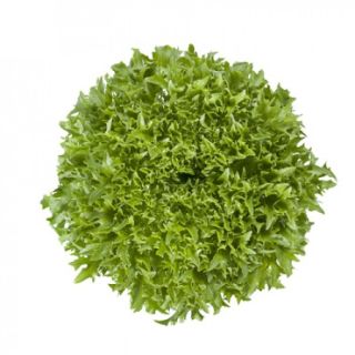 Compra LECHUGA EXCENTRIC RZ Pildorada (5.000 Semillas). en la tienda online Fito Agrícola