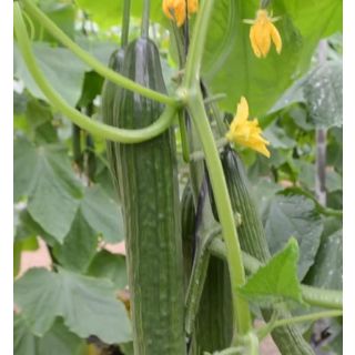 Compra PEPINO CLIFF RZ F1 Precisión (1000 Semillas). en la tienda online Fito Agrícola