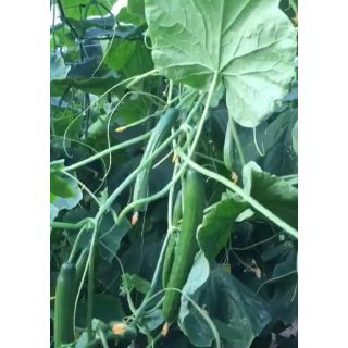 Compra PEPINO ARRECIFE RZ F1 Precisión (1000 Semillas). en la tienda online Fito Agrícola