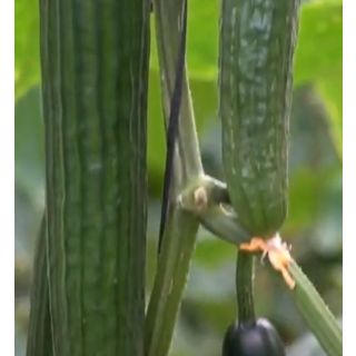 Compra PEPINO MARITIMO RZ F1 Precisión (1000 Semillas). en la tienda online Fito Agrícola